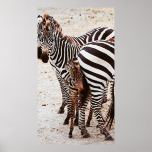 POSTER FAMILLE ZEBRA
