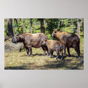 Poster Family of Takin, national animal of Bhutan, Asia