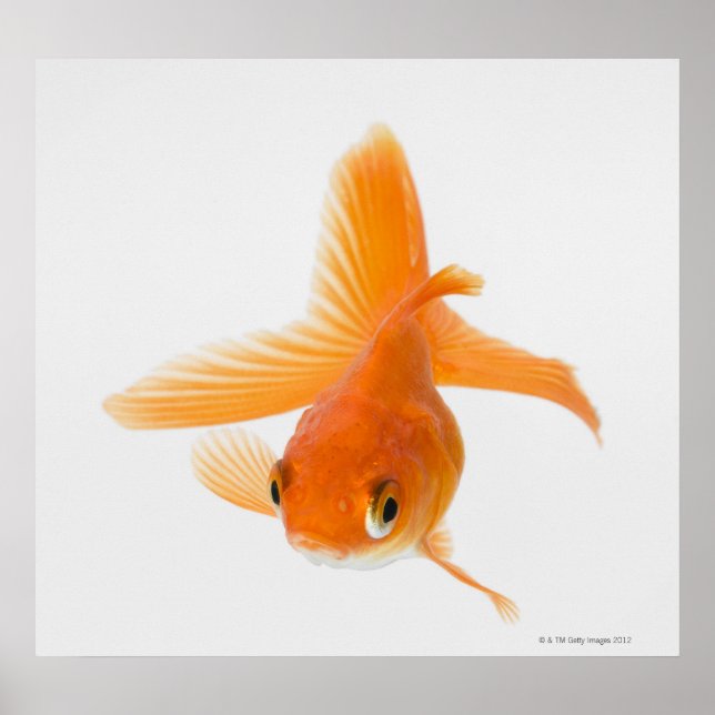 Poster Fantail (Carassius auratus) (Devant)