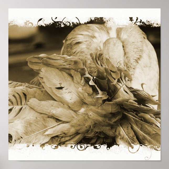 Poster Fantail Pigeon (Devant)