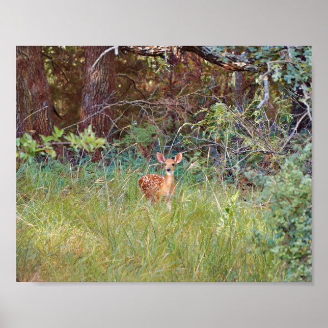 Poster Faon de cerf dans la nature au Texas (Devant)