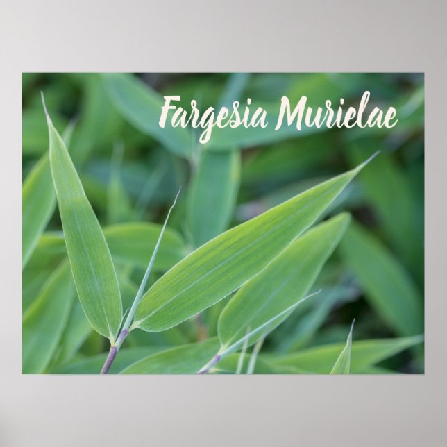 Poster Fargesia murielae Bamboo plante pour jardiniers ca (Devant)