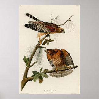 Poster Faucon à épaulettes, plaque 56 - Audubon