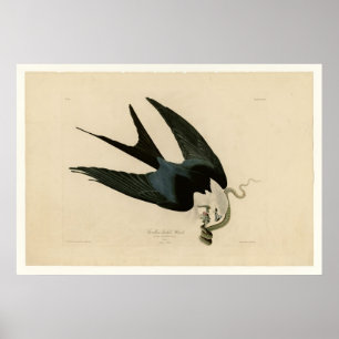 Poster Faucon à queue mouchetée