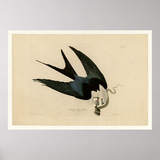 Poster Faucon à queue mouchetée (Devant)