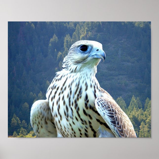 Poster Faucon blanc (Devant)