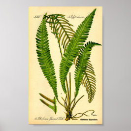 Poster Faucon des cerfs (épicant de Blechnum)