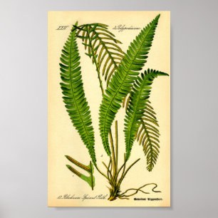 Poster Faucon des cerfs (épicant de Blechnum)