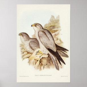 Poster Faucon gris par Elizabeth Gould