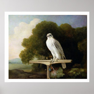 Poster Faucon groenlandais (Faucon gris), 1780 (huile sur