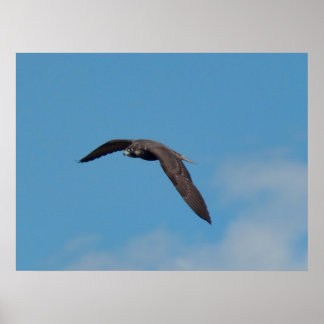 Poster Faucon pèlerin