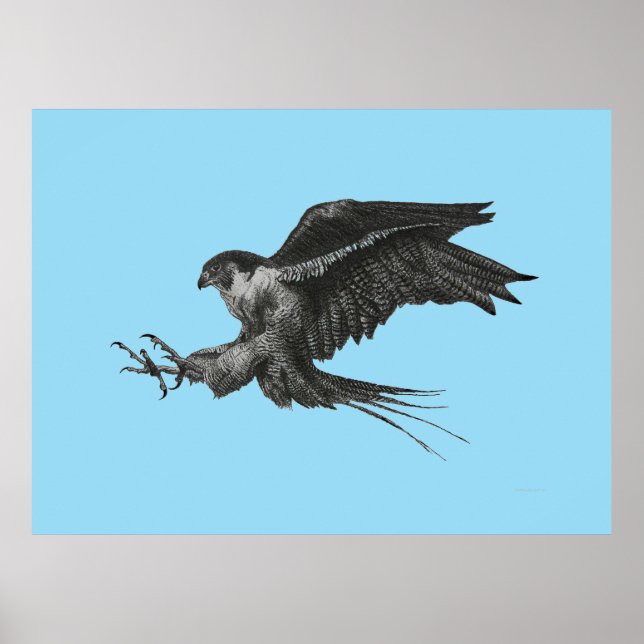 Poster Faucon pèlerin dessin sur toile (Devant)