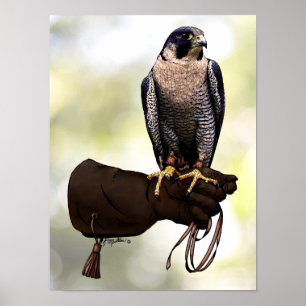Poster Faucon pèlerin sur gant