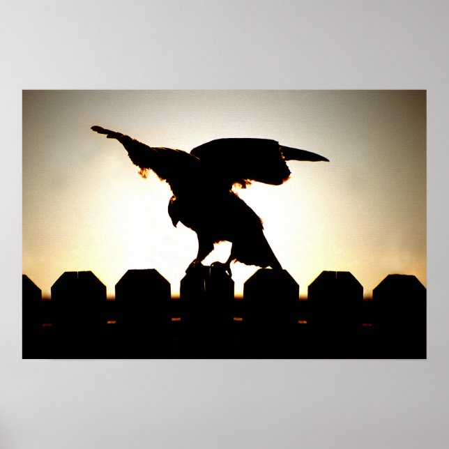 Poster Faucon sur clôture (Devant)