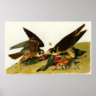 Poster Faucons pèlerins John James Audubon 1838