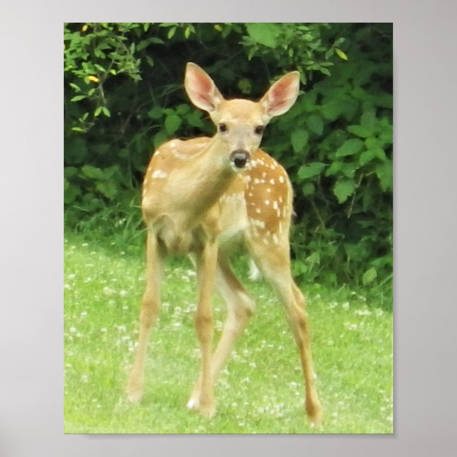 Poster Faune (Devant)