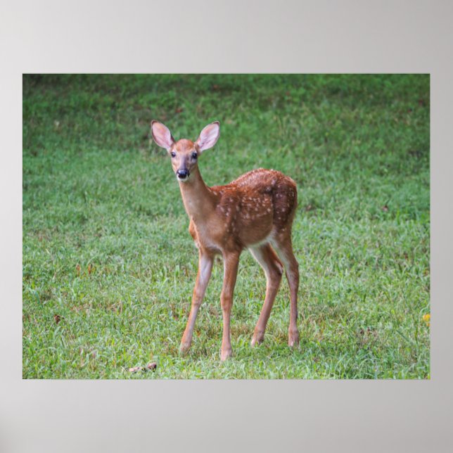 Poster Faune (Devant)