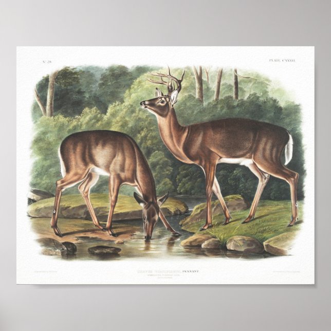 Poster Faune américaine de cerfs de Virginie ou de commun (Devant)