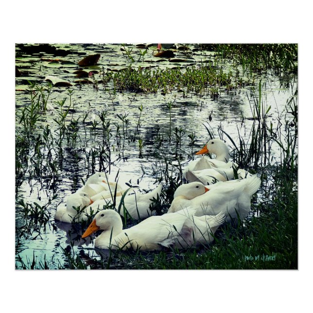 Poster Faune Canards D'Étang Animaux (Devant)