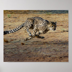 Poster Faune Cheetah Running Photo