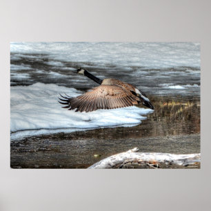 Poster Faune d'oie et d'étang d'hiver du Canada volant