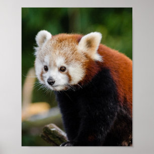 Poster Faune du Panda roux