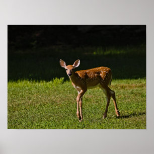 Poster Faune localisée