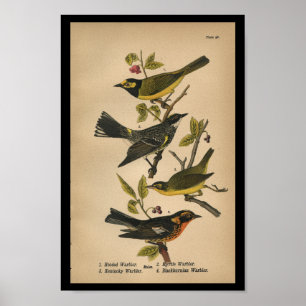 Poster Fauvette 1890 à capuchon d'impression d'oiseau