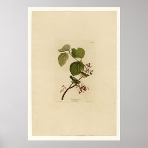 Poster Fauvette de marais de pin