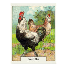 Faverolles vintages Poulet