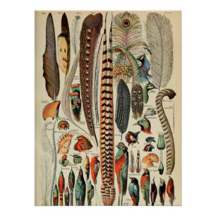 Poster Feather Bird Wildlife Plumes d'antiquités
