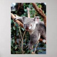 Featherdale Wildlife Park, Koala Bears