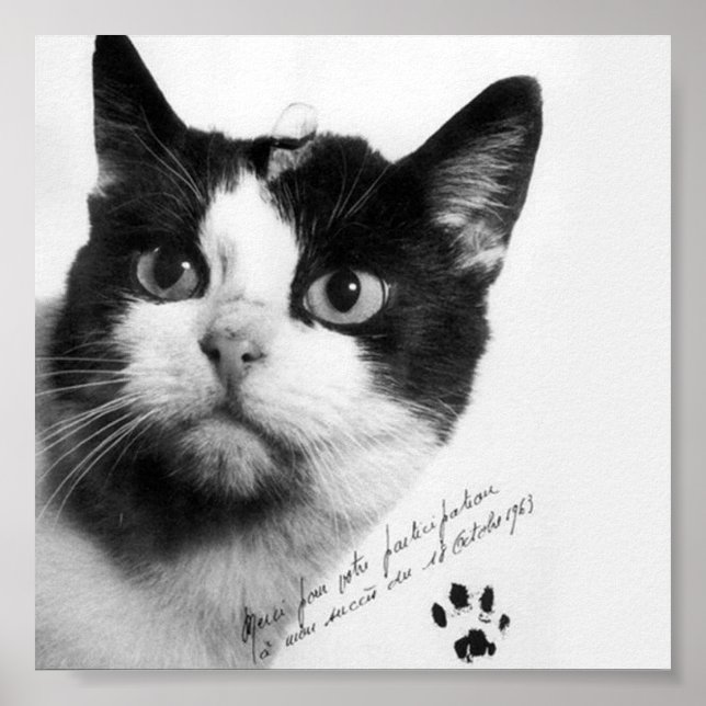 Poster Félicette : Le premier chat dans l'espace (Devant)
