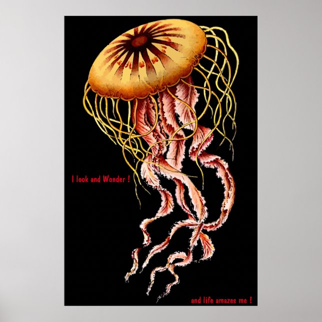 Poster Feline (Devant)