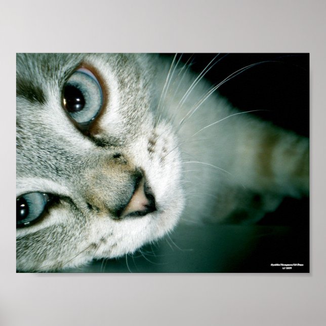 Poster Feline Friends 001 (Devant)