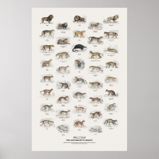 Poster Félins - Bibliothèque du naturaliste