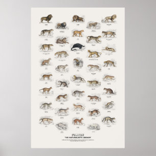Poster Félins - Bibliothèque du naturaliste