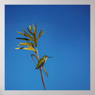Poster Female Hummingbird 