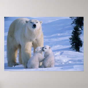Poster Female Polar Bear Standing with 2 Cubs