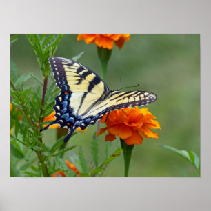 Poster Femelle jaune Tigre de l'Est Swallowtail