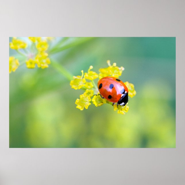 Poster femme au sommet (Devant)