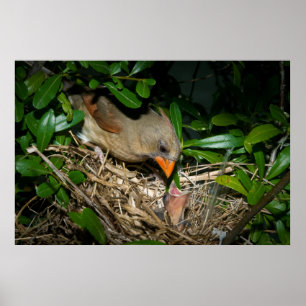 Poster Femme Cardinal Nourrir Bébés