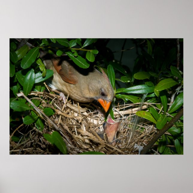 Poster Femme Cardinal Nourrir Bébés (Devant)