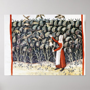Poster Femme qui protège sa culture de millet