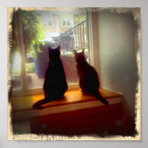 Poster Fenêtre regardant Kitties