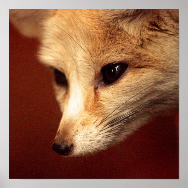 Poster Fennec Fox (Devant)