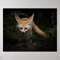 Fennec Fox