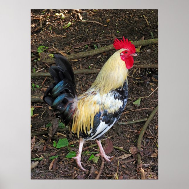 Poster Feral Rooster (Devant)