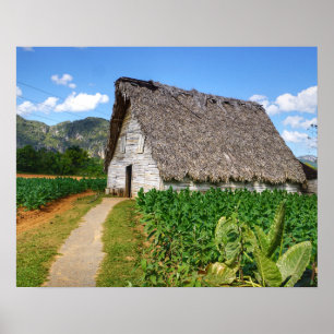 Poster Ferme cubaine de tabac et Chambre de séchage