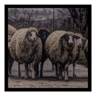 Poster Ferme de ferme de campagne rustique troupeau de mo